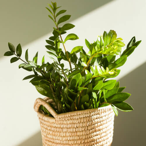 最近観葉植物にも興味があります